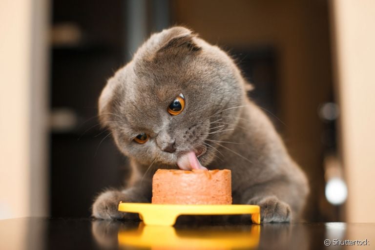 Descubra os benefícios do patê para gatos
