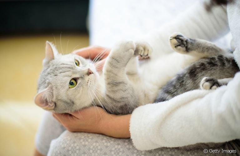Quer saber por que gatos não gostam de carinho na barriga? Veja o que a gente descobriu sobre o assunto!