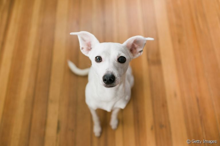 Descubra o que significa quando um cachorro te segue por todos os cômodos da casa