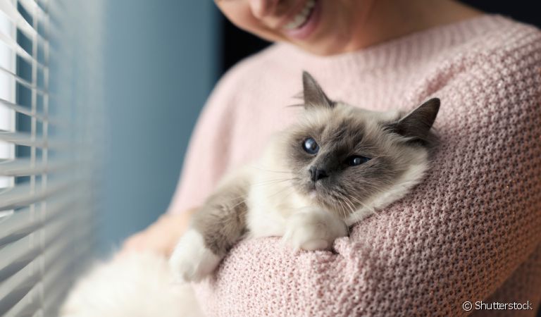 A cegueira em gatos pode ter causas variadas