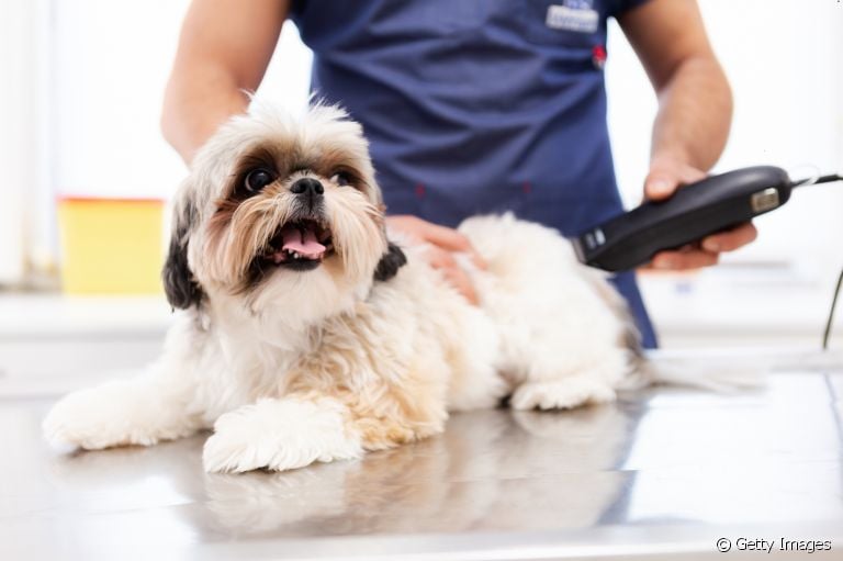 Em alguns casos, tosar cachorro no calor pode trazer benefícios para o animal