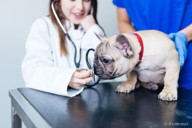 Veja algumas práticas que podem deixar o cachorro doente
