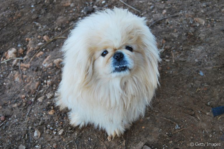 Conheça 4 raças de cachorro que possuem a dominância canina nas veias