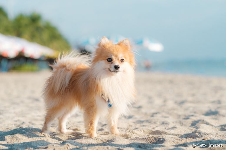 Algumas doenças de cachorro são bastante frequentes no verão, como a otite canina e insolação