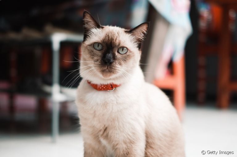 Do gato Siamês ao vira-lata: veja quais são as raças de gato mais independentes