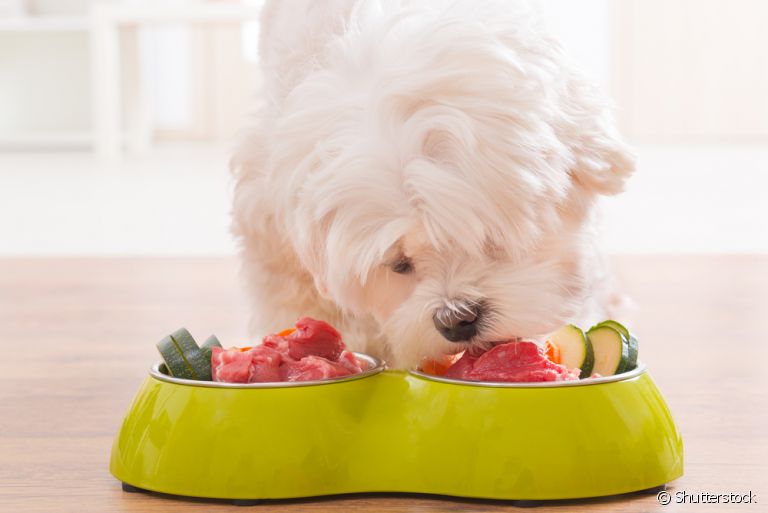 Descubra quais alimentos que prendem o intestino do cachorro