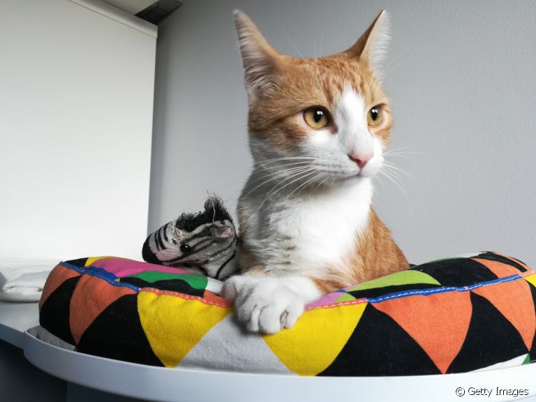Cama para gato: descubra como escolher a ideal para o seu bichano