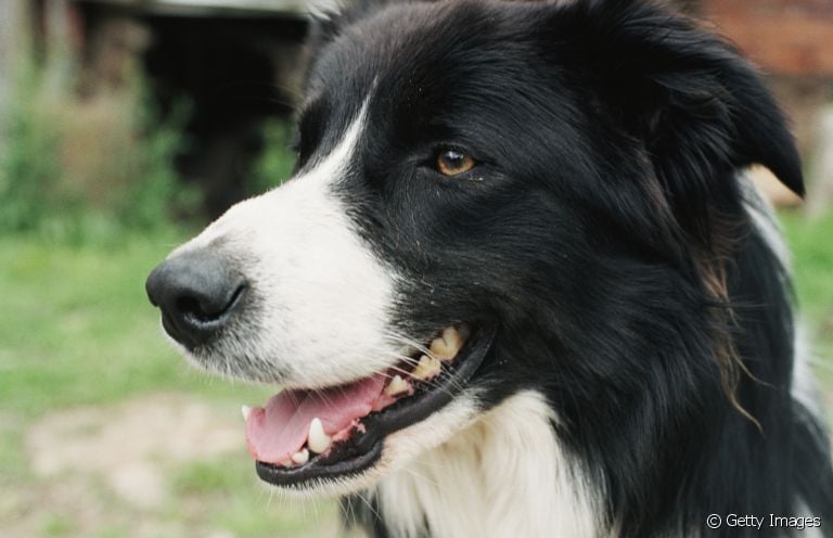 O tártaro no dente de cachorro pode trazer sérias consequências à saúde do animal