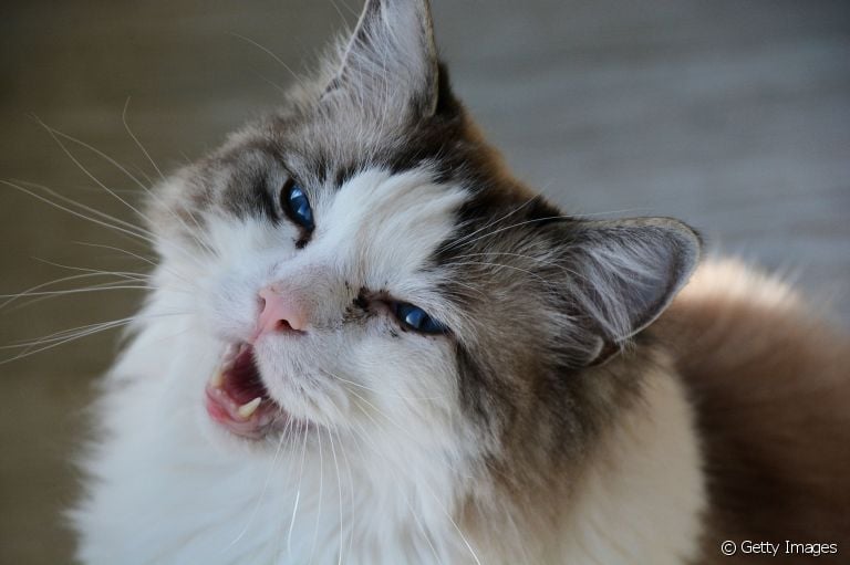 O tártaro em gatos é um problema que precisa de atenção!