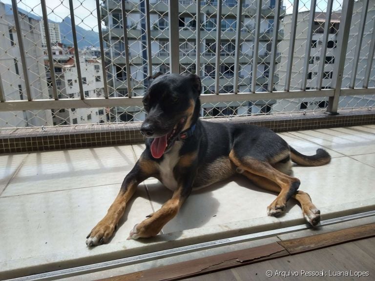 A tela de proteção para cães é essencial para evitar acidentes Na foto, o Bartô aproveita o solzinho na varanda com segurança.
