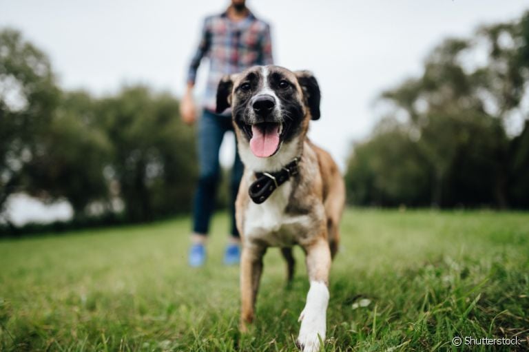 Entenda o processo de amadurecimento do cachorro filhote para a fase adulta