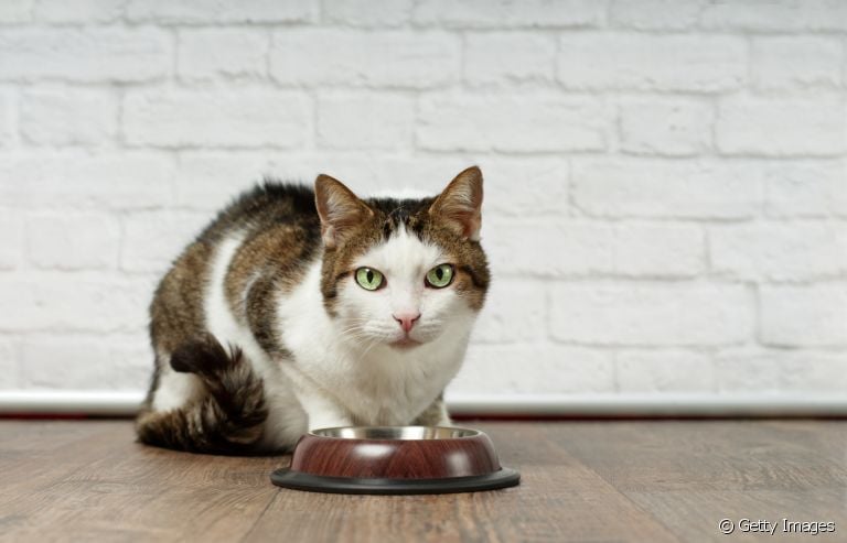 O que fazer quando o gato não quer comer o novo alimento? Veja algumas dicas!