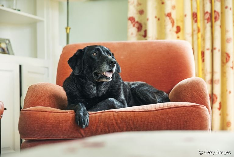 Cachorros idosos demandam cuidados ainda mais específicos para uma velhice tranquila