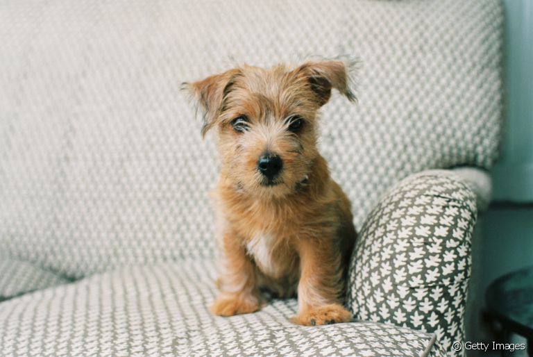 Verme em cachorro filhote é muito comum e pode até ser perigoso