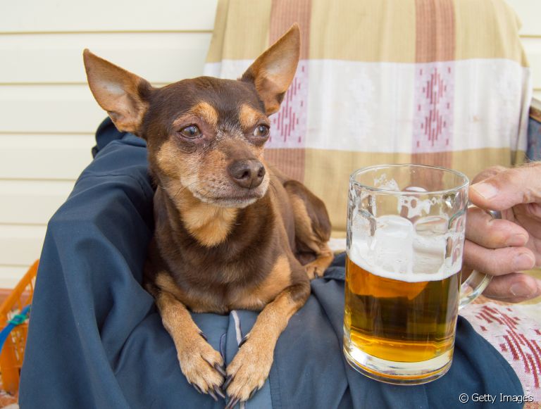Vinho e cerveja para cachorro? Conheça mais sobre as bebidas formuladas para os pets
