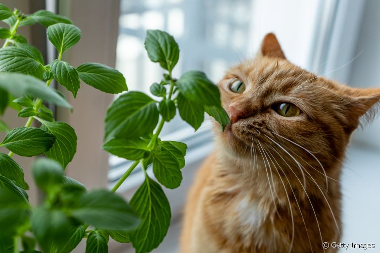 Saber quais são as plantas seguras para gatos é um cuidado importante