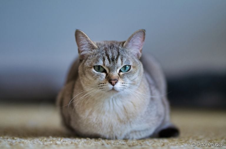 Gato Burmilla: conheça mais sobre essa raça apaixonante