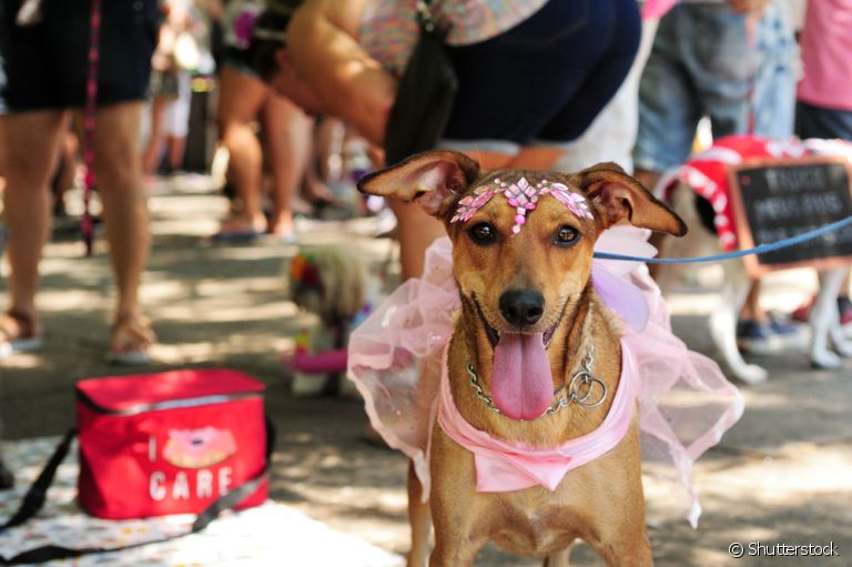 Fantasia para cachorro de Carnaval: confira algumas opções