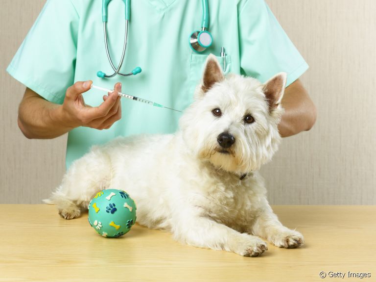 Afinal, pode atrasar vacina do cachorro ou não? Veja quais são os perigos desse hábito