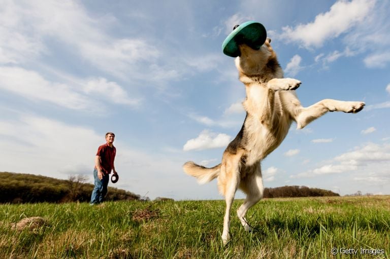 Brincadeiras que cachorros gostam: do frisbee ao agility, conheça algumas opções para divertir o seu amigo!