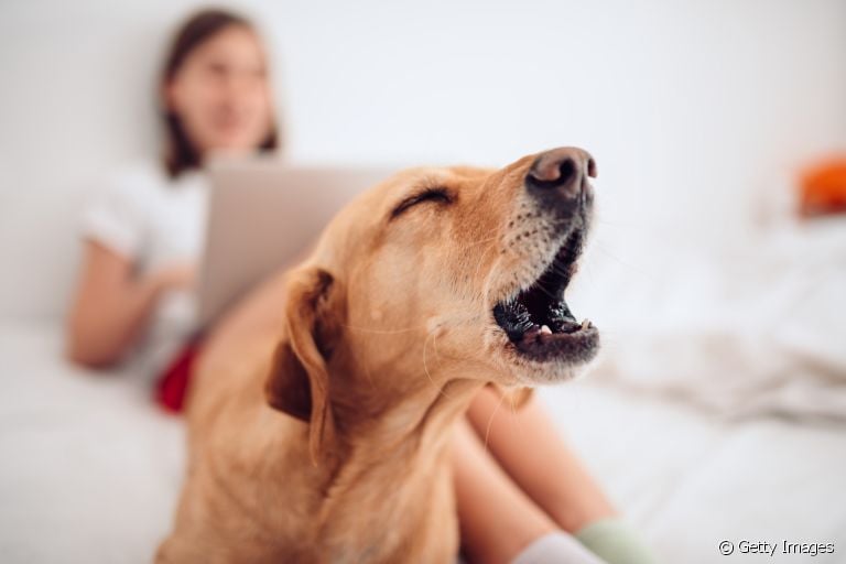 Cachorro latindo pro nada? Veja a seguir possíveis explicações para esse comportamento