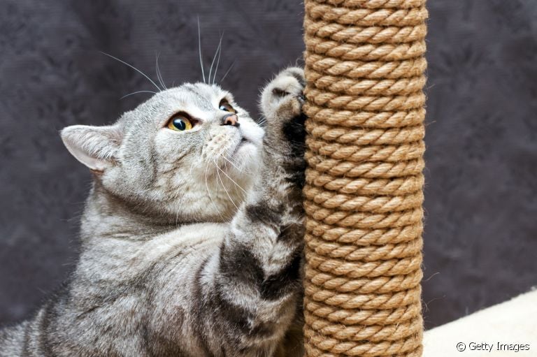 Produtos para gatos: confira alguns itens indispensáveis na rotina dos felinos, como o arranhador