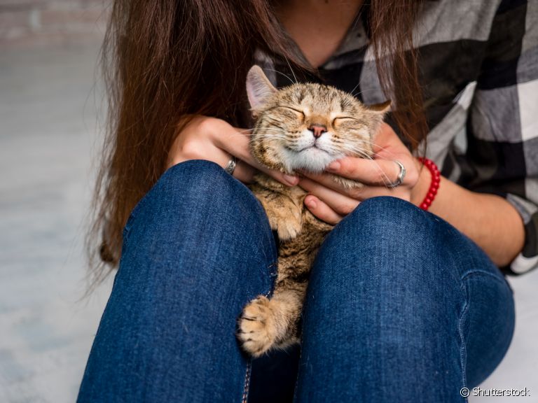 A alergia a gato é causada por uma proteína que é liberada na pelagem durante a autolimpeza