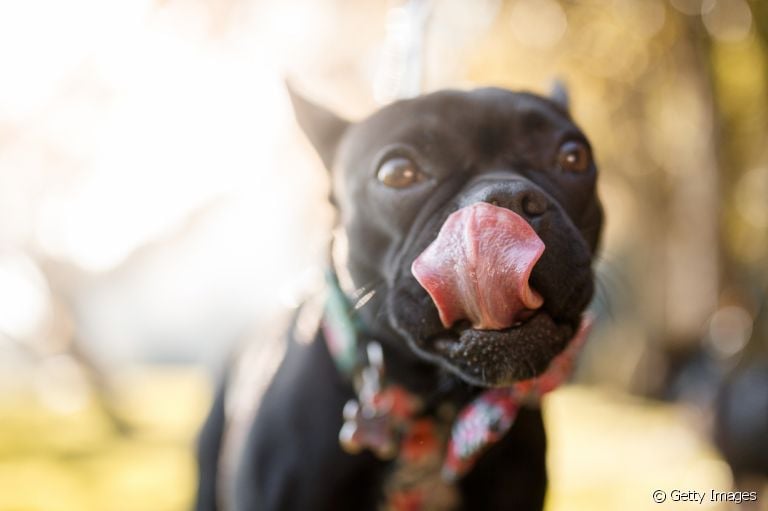 O que você sabe sobre a alimentação do cachorro? Veja alguns mitos e verdades!