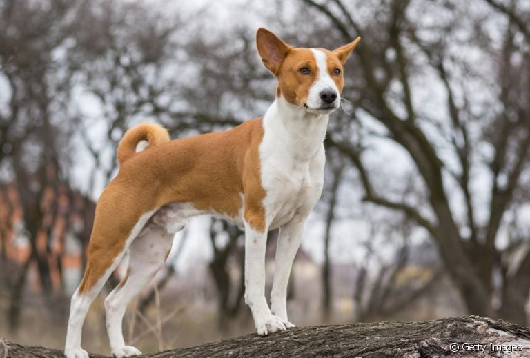 Qual é a raça de cachorro mais antiga do mundo? Do Basenji ao Pequinês, veja alguns exemplos