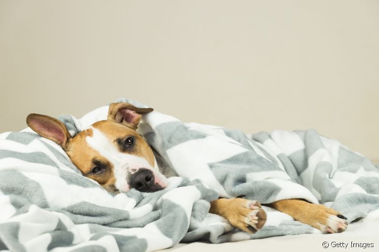 O que dar para cachorro intoxicado? Água pode ajudar? Veja o que fazer nessa situação