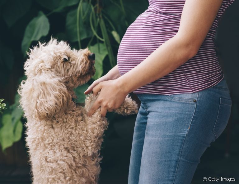 Cachorro sente gravidez: será que é mito ou verdade? Descubra a seguir!