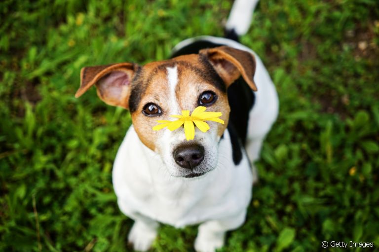 Será que cachorro tem rinite e sinusite? Descubra a resposta logo abaixo