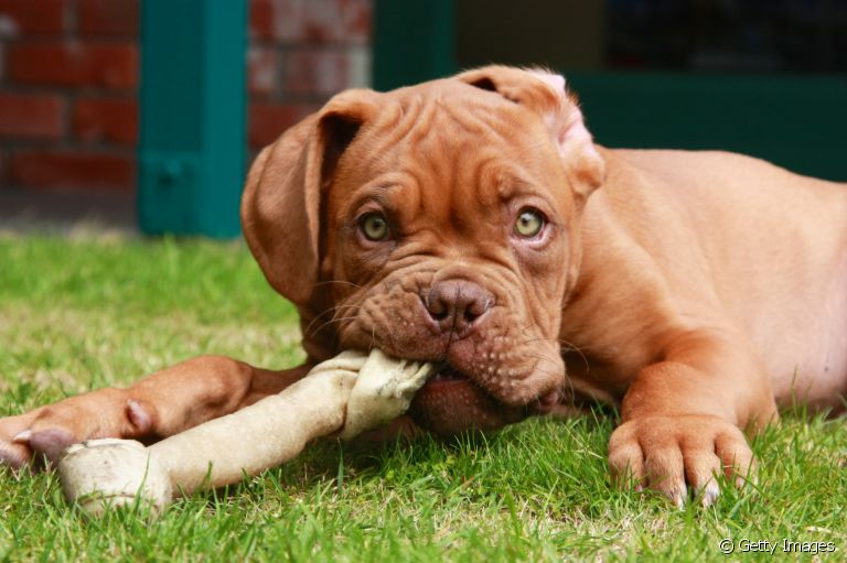 Afinal, será que os cascos e ossos para cachorro fazem mal ou podem ser oferecidos sem problema?
