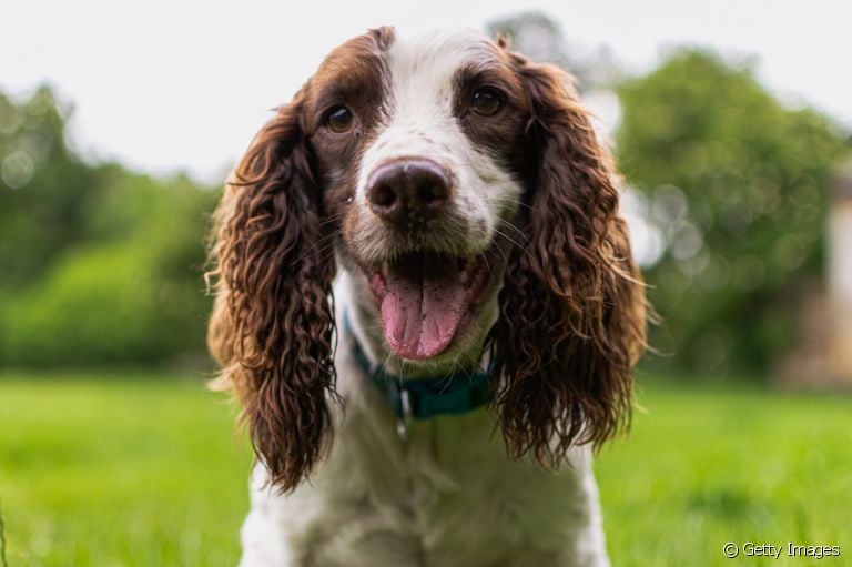 O colapso da traqueia em cães é um quadro sério e evolutivo. Saiba mais sobre a doença!