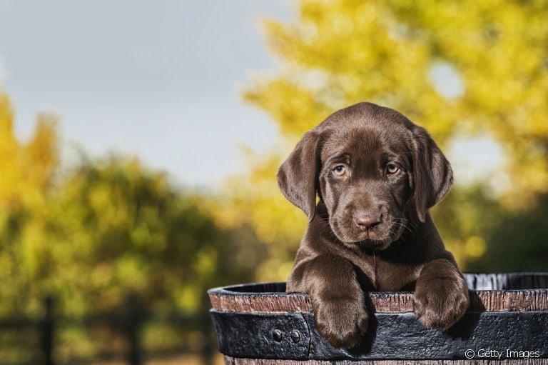 Labrador filhote: veja como esse cãozinho se comporta no dia a dia