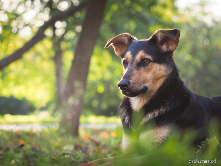 Picada de pernilongo em cachorro: animal corre alguns riscos caso tutores não tenham cuidados