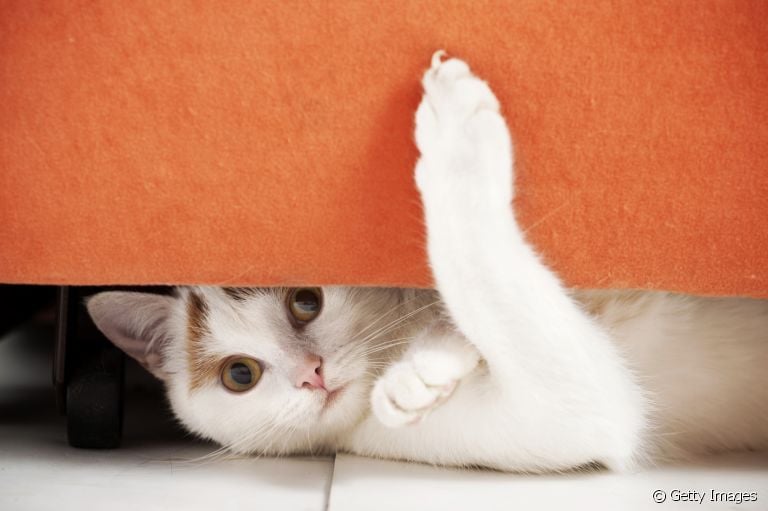 O protetor de sofá para gatos ajuda a evitar a destruição do móvel