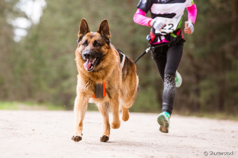 O cachorro corredor precisa de segurança para praticar a atividade