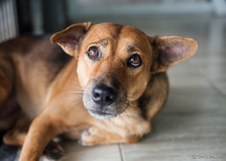 Saiba como conquistar um cachorro sem deixá-lo acuado ou agressivo