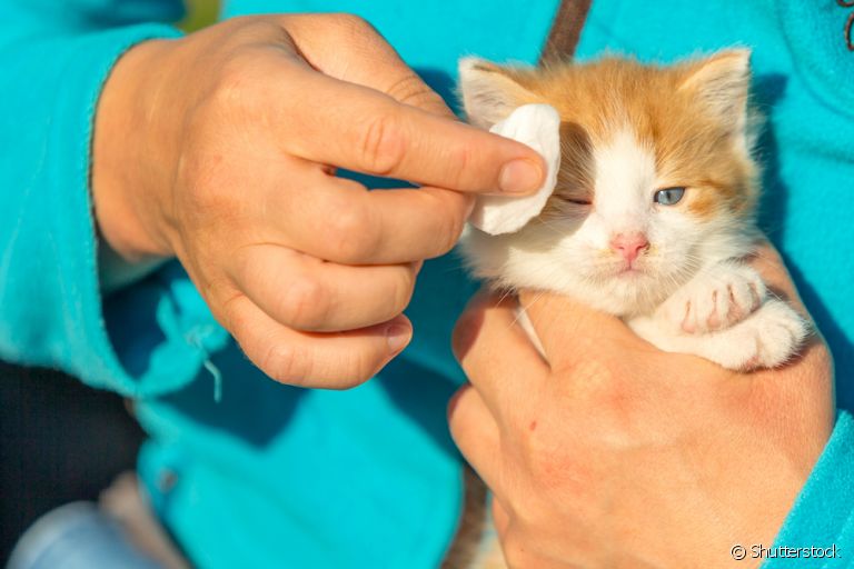 É normal que o olho de gato filhote apresente alguns problemas nas primeiras semanas de vida