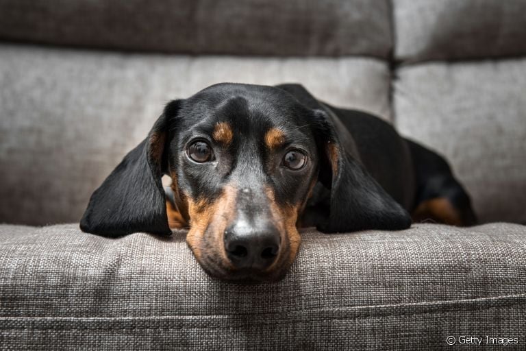 Cachorro vomitando no tapete ou no sofá? Saiba como limpar sem deixar rastros