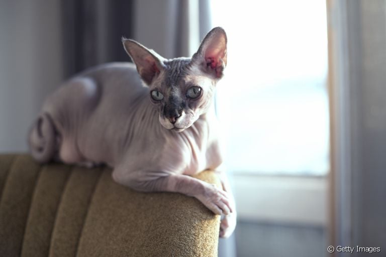 O Don Sphynx e o Sphynx canadense são muito parecidos, mas algumas características tornam cada raça única
