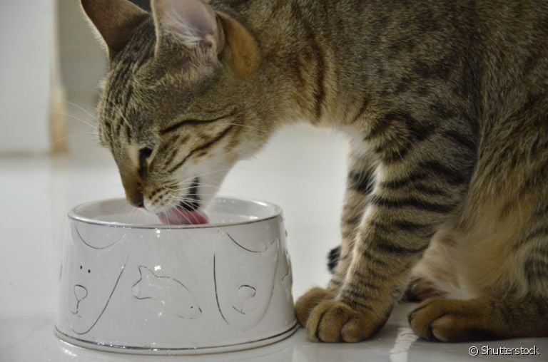 É preciso ficar atento se o gato bebe água suficiente para se manter hidratado