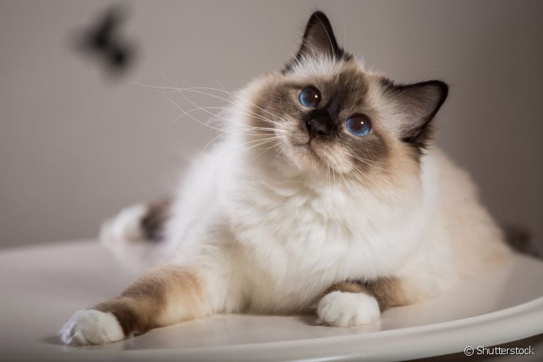 O gato Birmanês fará você se apaixonar com seu jeitinho carinhoso e afetuoso