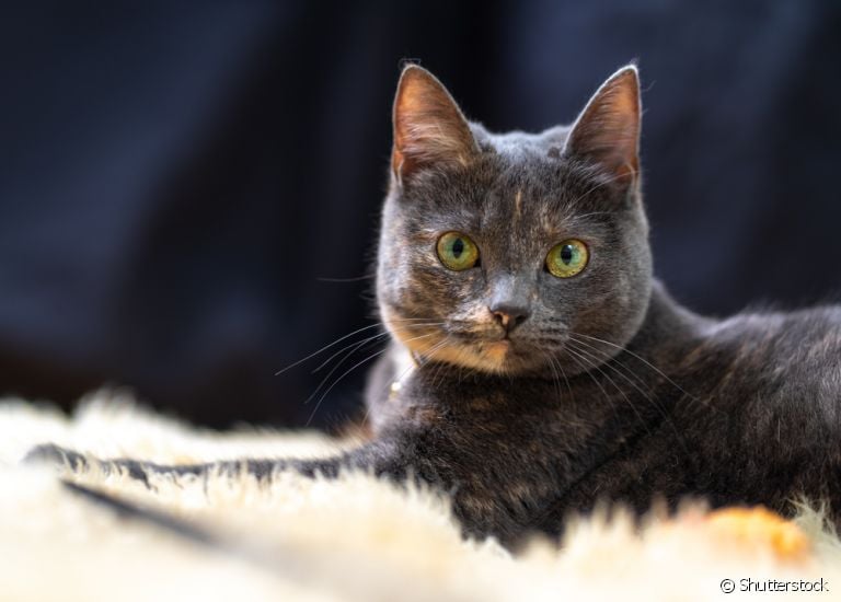 Gato com diarreia: o que fazer? Saiba que doenças podem provocar o sintoma