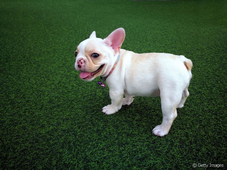 A grama artificial para cachorro oferece muitas vantangens no dia a dia do animal