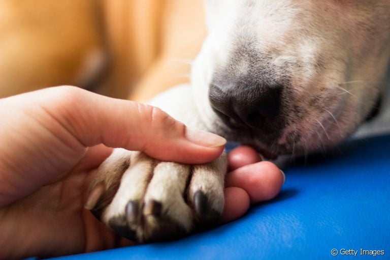 O hidratante para pata de cachorro é ideal para evitar o ressecamento das almofadinhas