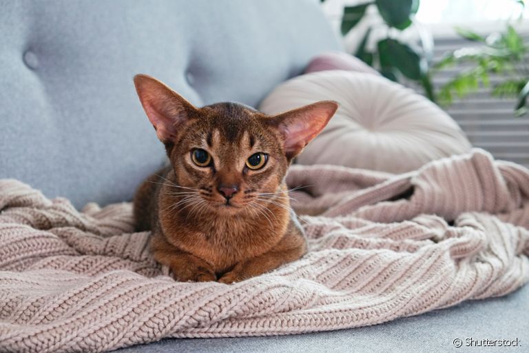 O produtos homeopáticos para animais podem ser muito benéficos para os gatinhos renais