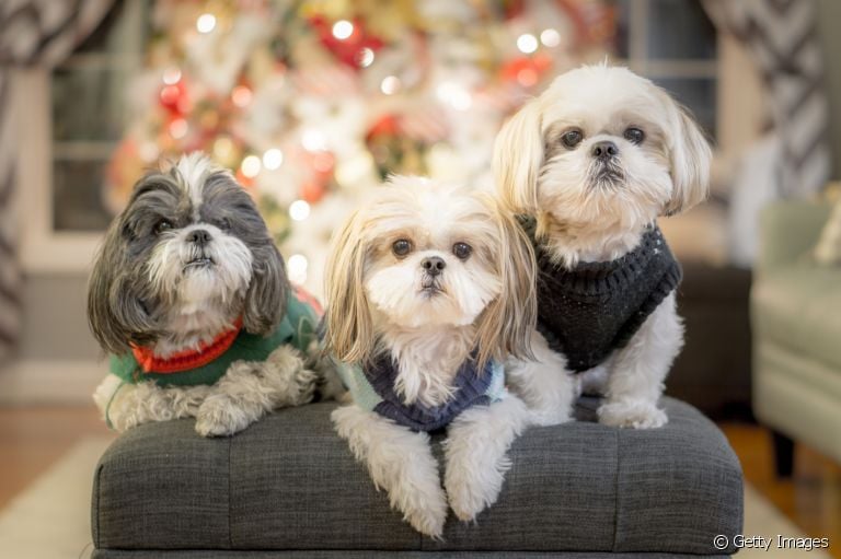 Será que é Shih Tzu ou Lhasa Apso? Veja as diferenças entre as duas raças para não errar!