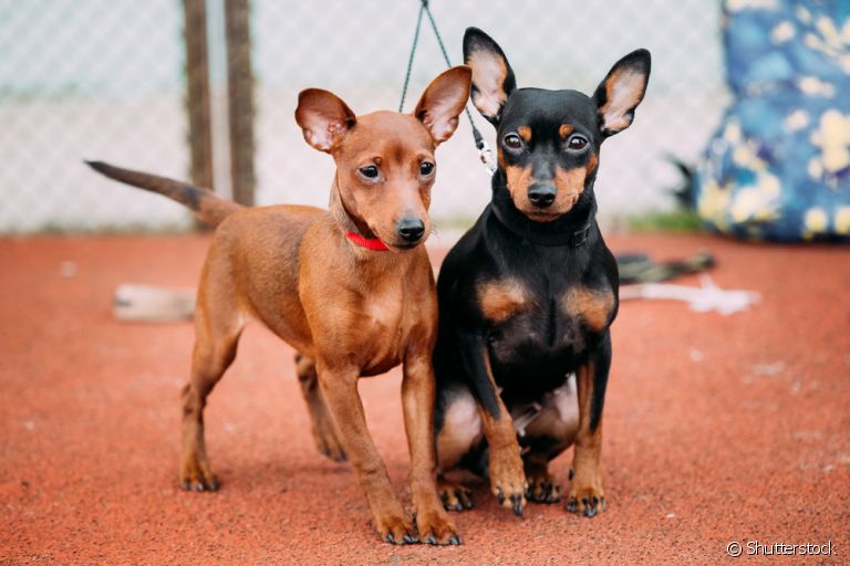 Confira uma lista com 150 ideias de nomes para cachorro Pinscher